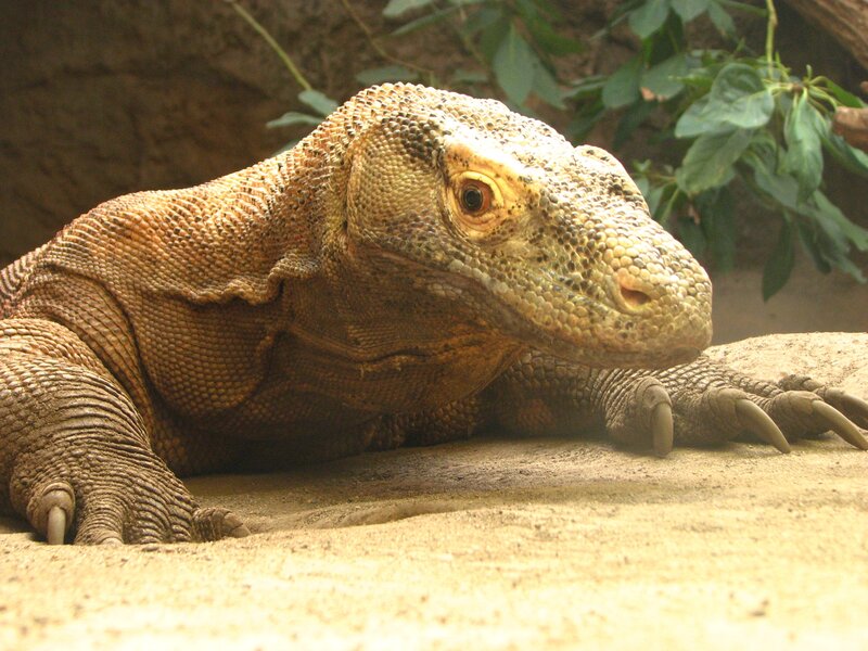 Komodo dragon resting