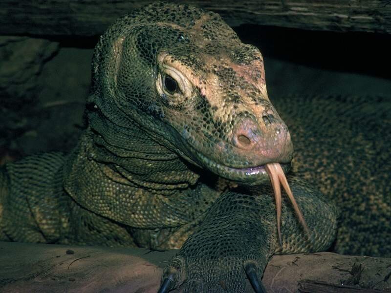 Komodo dragon with tongue out