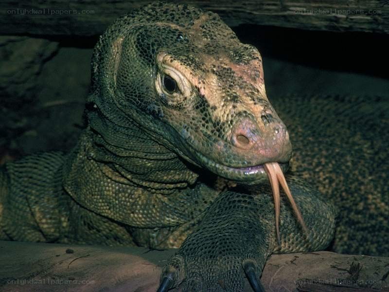 Komodo dragon with tongue out