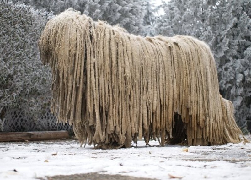 Komondor Dog in Snow