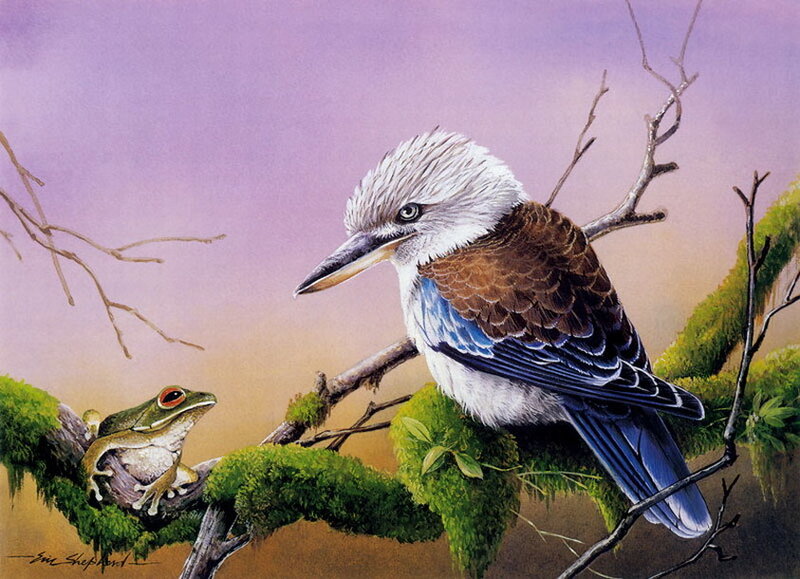 Kookaburra and Frog