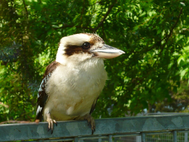 Kookaburra Bird — Green