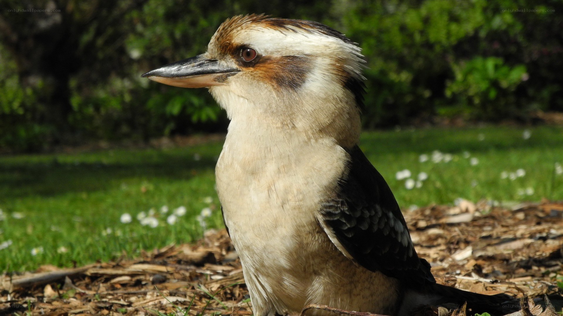 kookaburra bird in garden