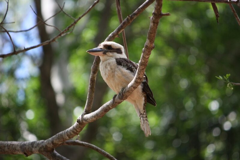 Kookaburra Bird on Branch
