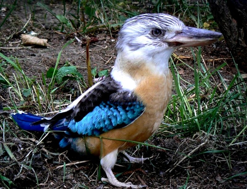 Kookaburra Bird on Ground