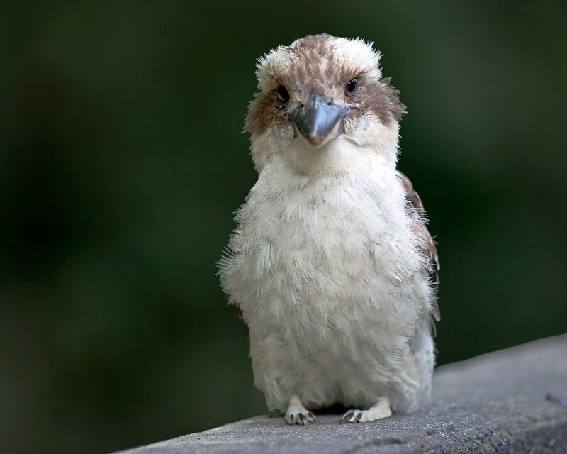 kookaburra bird portrait