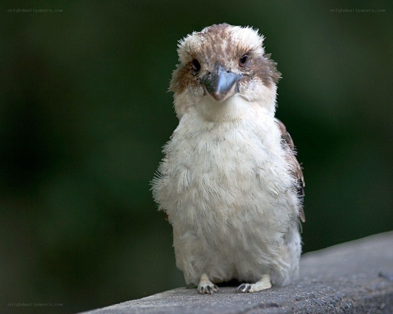 kookaburra bird portrait
