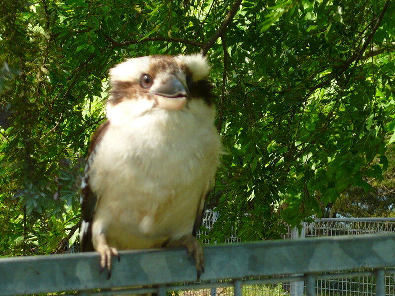 Kookaburra Bird