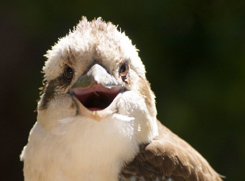 Kookaburra Bird — White, Neutral