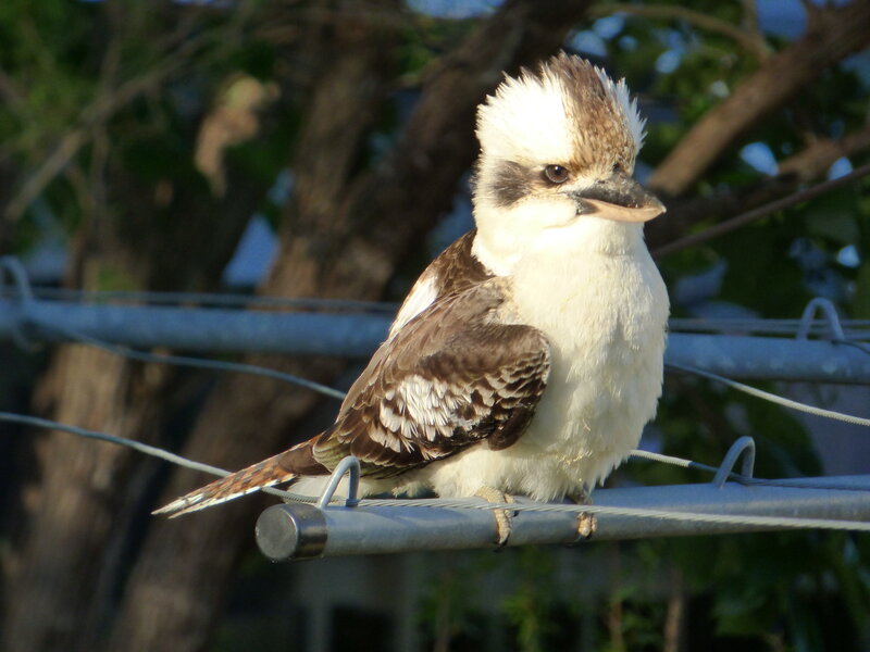 Kookaburra Bird — White
