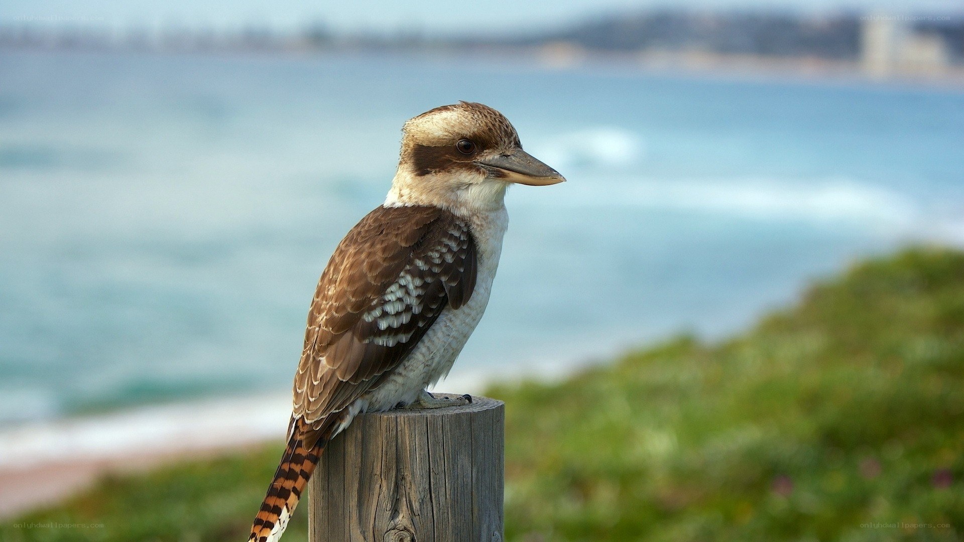 Kookaburra by the ocean