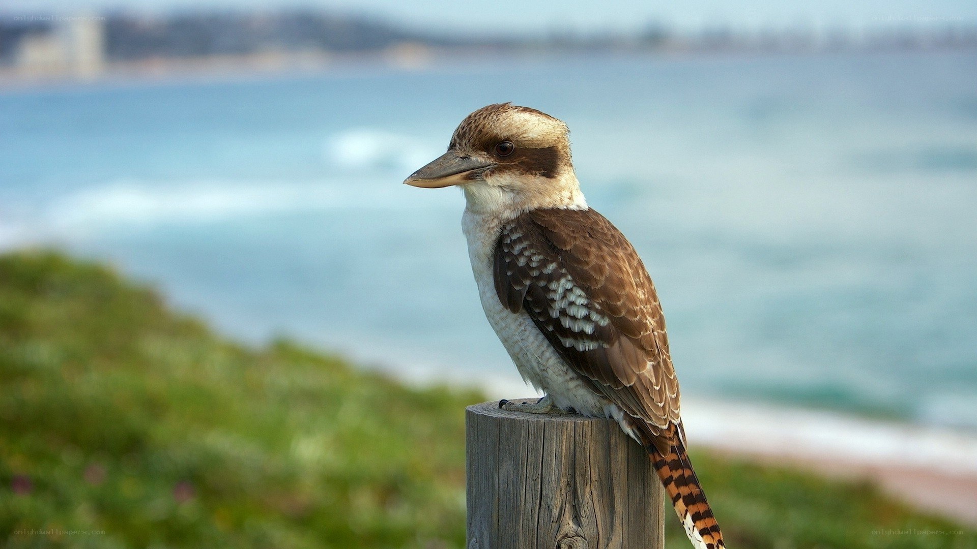 kookaburra by the sea