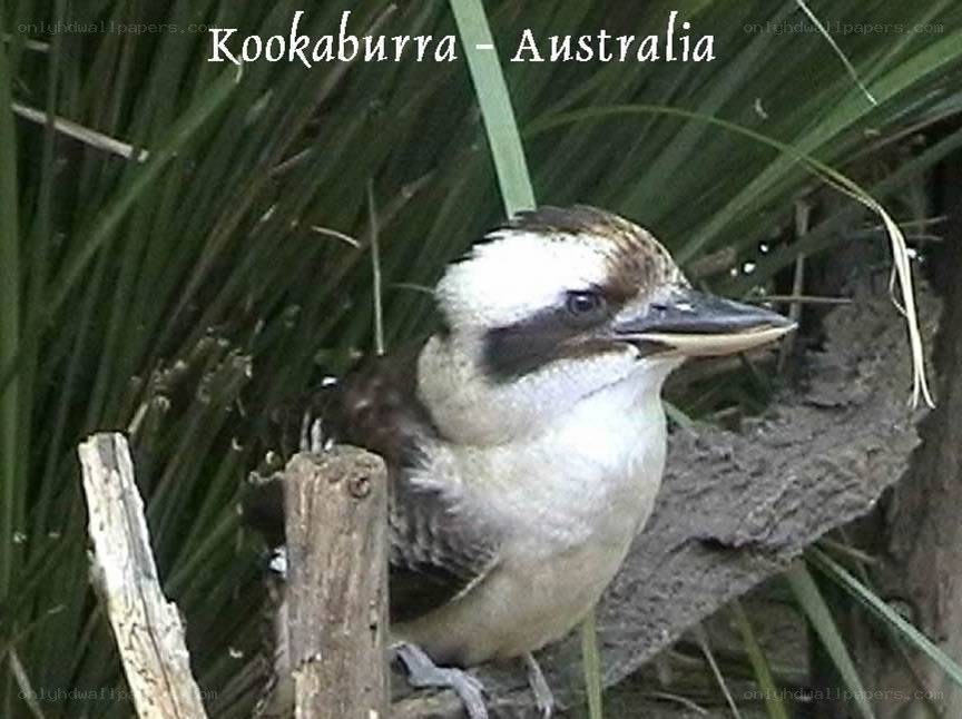 Kookaburra in Australia