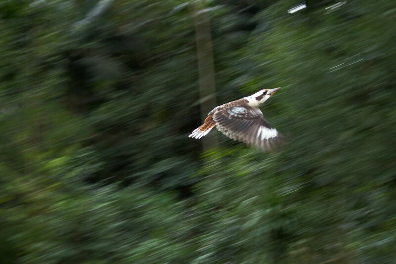 Kookaburra in Flight