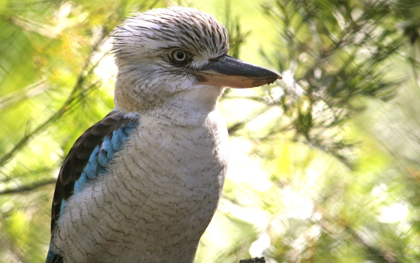 kookaburra in forest