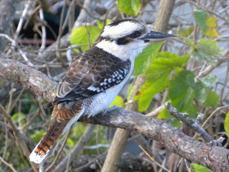 Kookaburra on a Branch — Brown