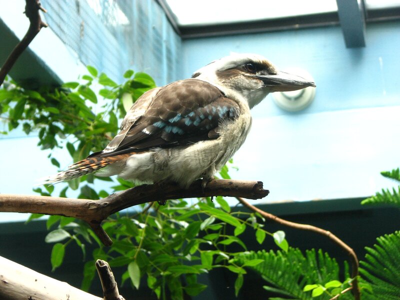 kookaburra on a branch