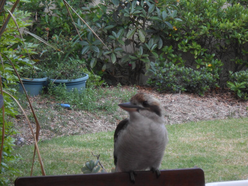 Kookaburra on a Chair