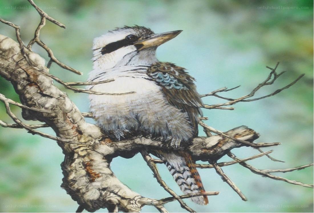kookaburra on a tree branch