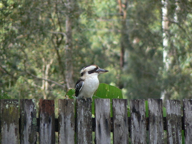 Kookaburra on Fence