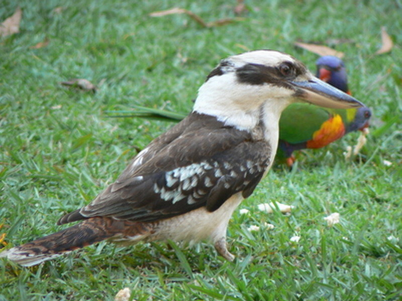 Kookaburra on Grass