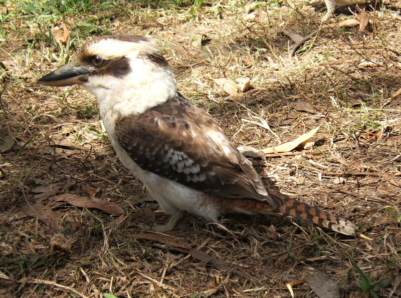 Kookaburra on Ground