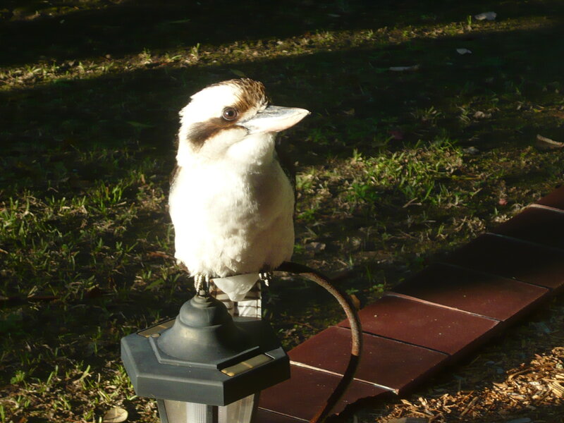 Kookaburra on Lamp Post