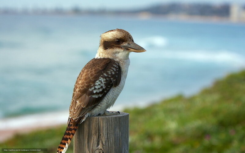 Kookaburra on Post