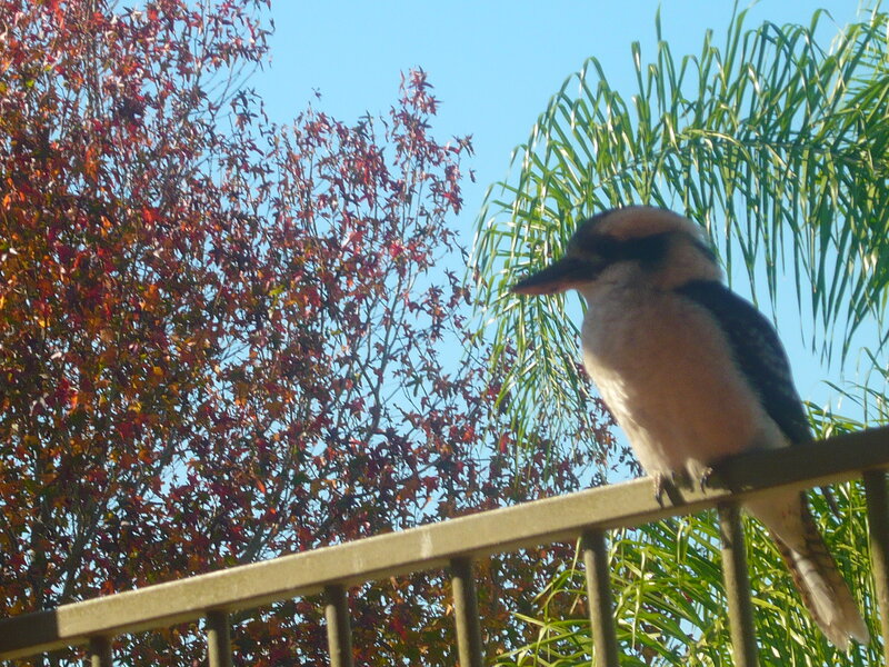 Kookaburra on Railing