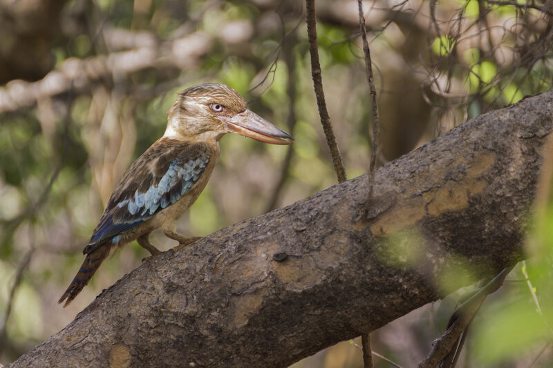 Kookaburra on Tree Branch — Brown