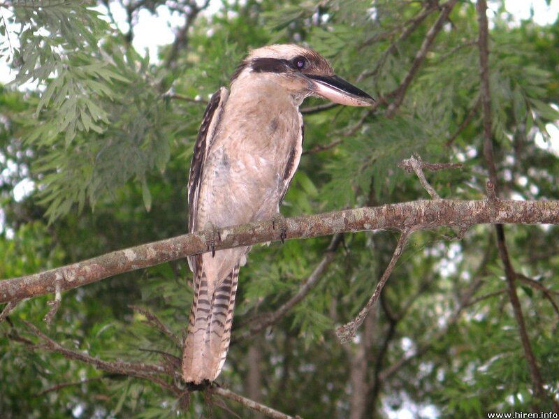 Kookaburra on Tree Branch — Green
