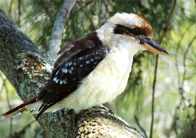 Kookaburra on Tree Branch