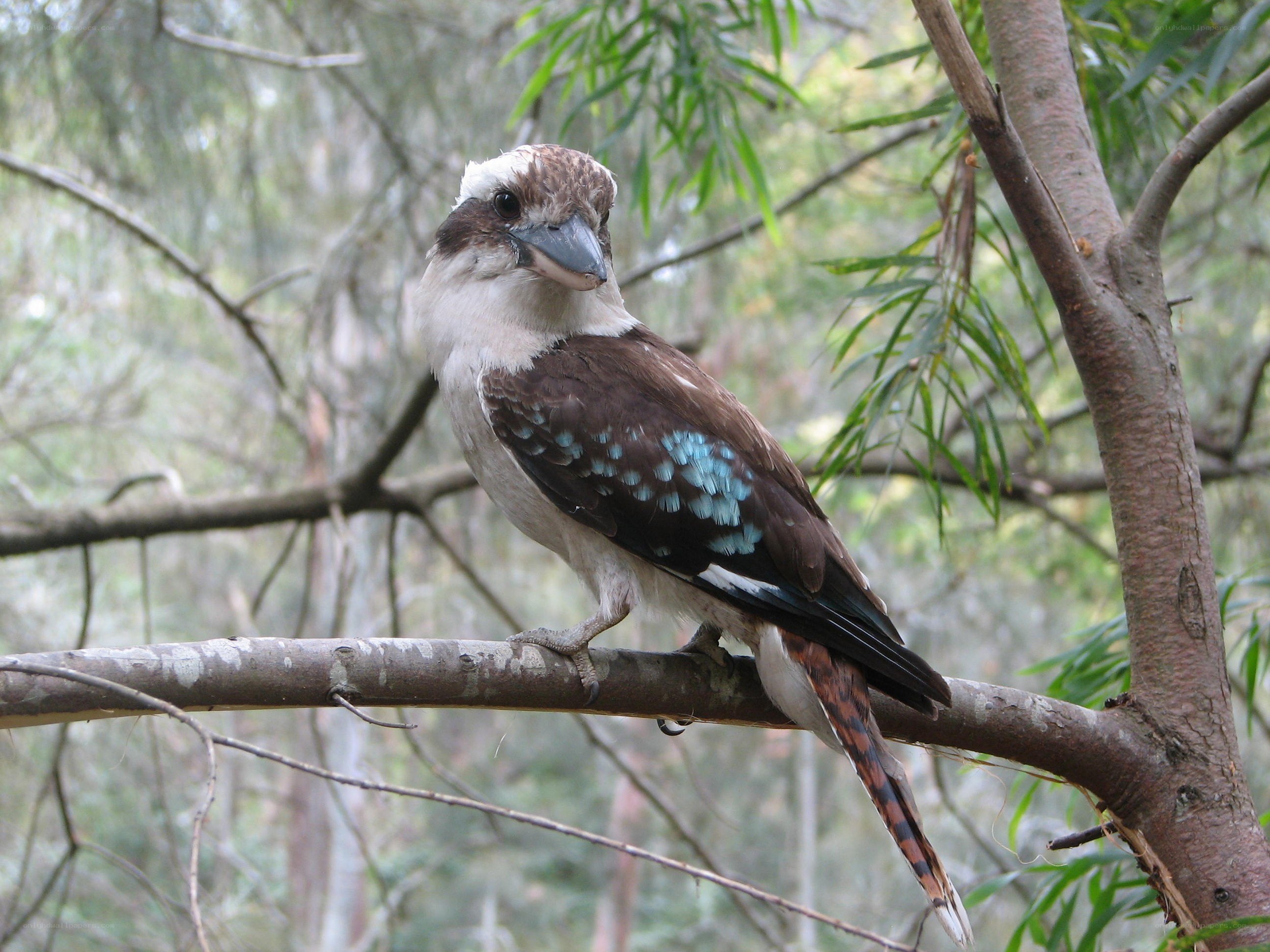 kookaburra perched on a branch