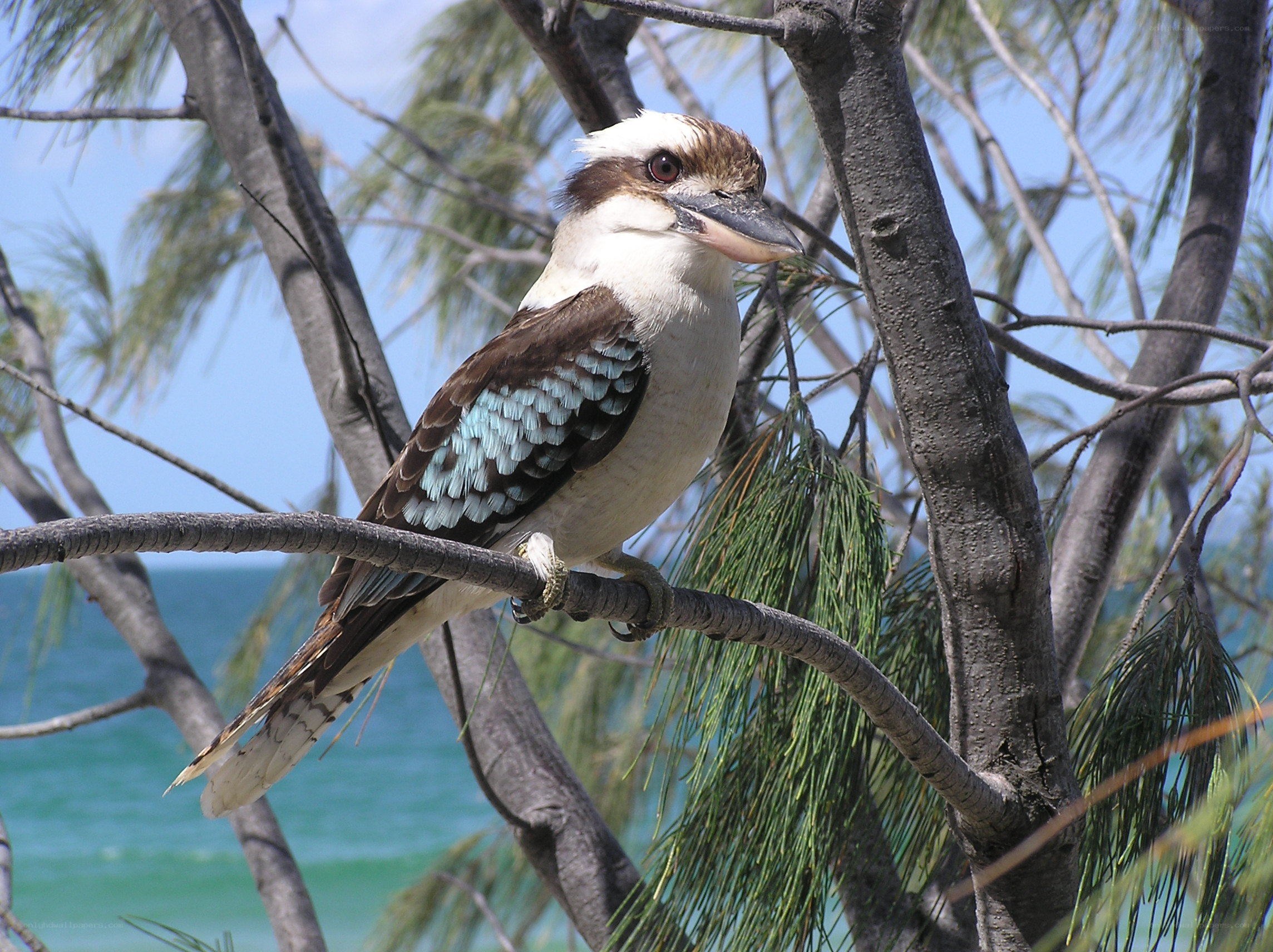 kookaburra perched on a branch