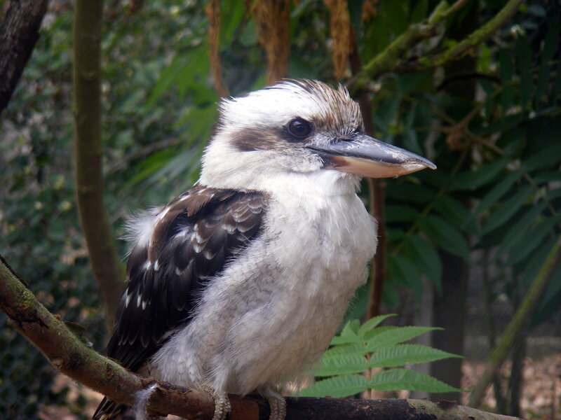 kookaburra perched on a branch