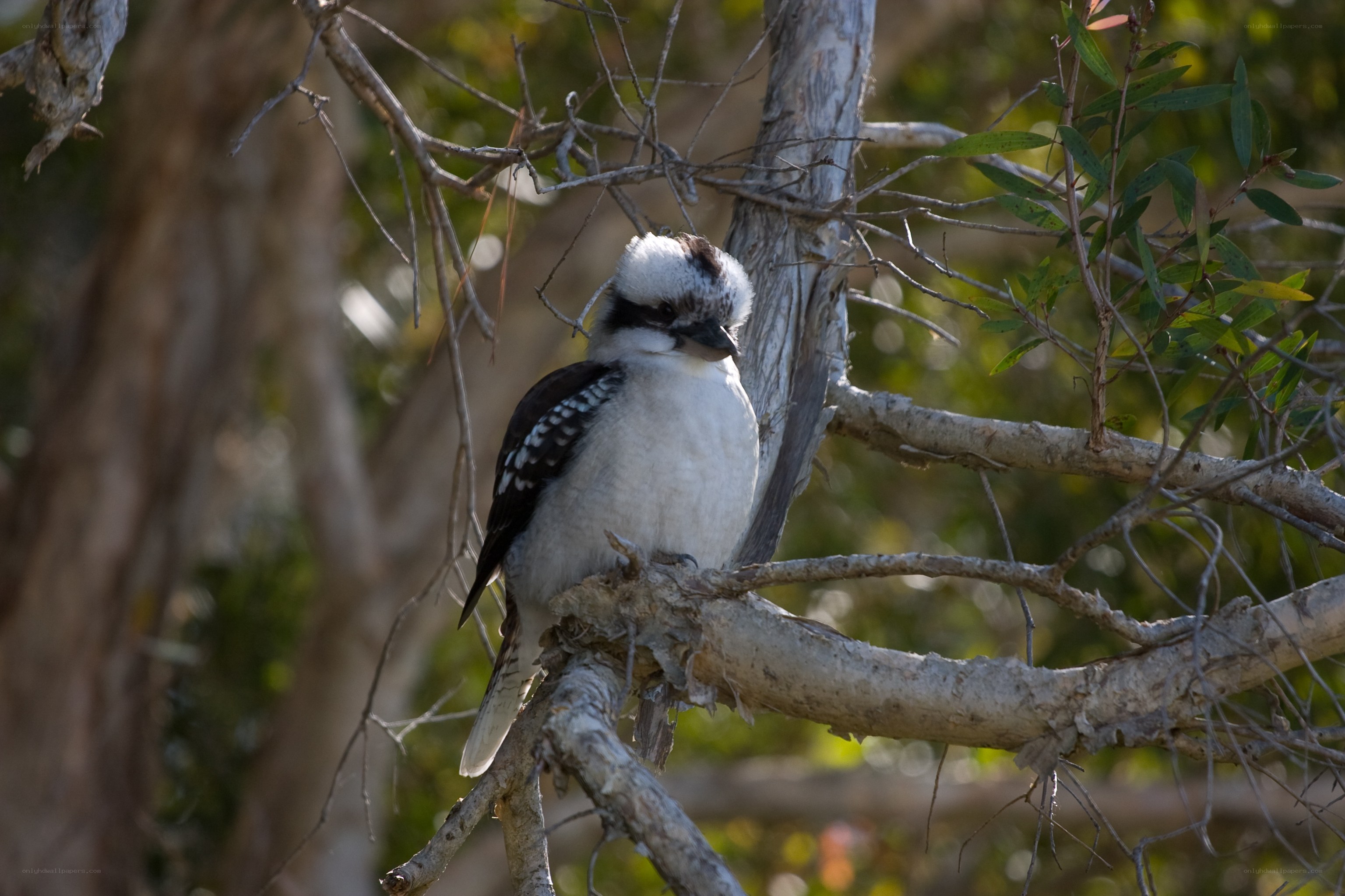 Kookaburra perched on a branch