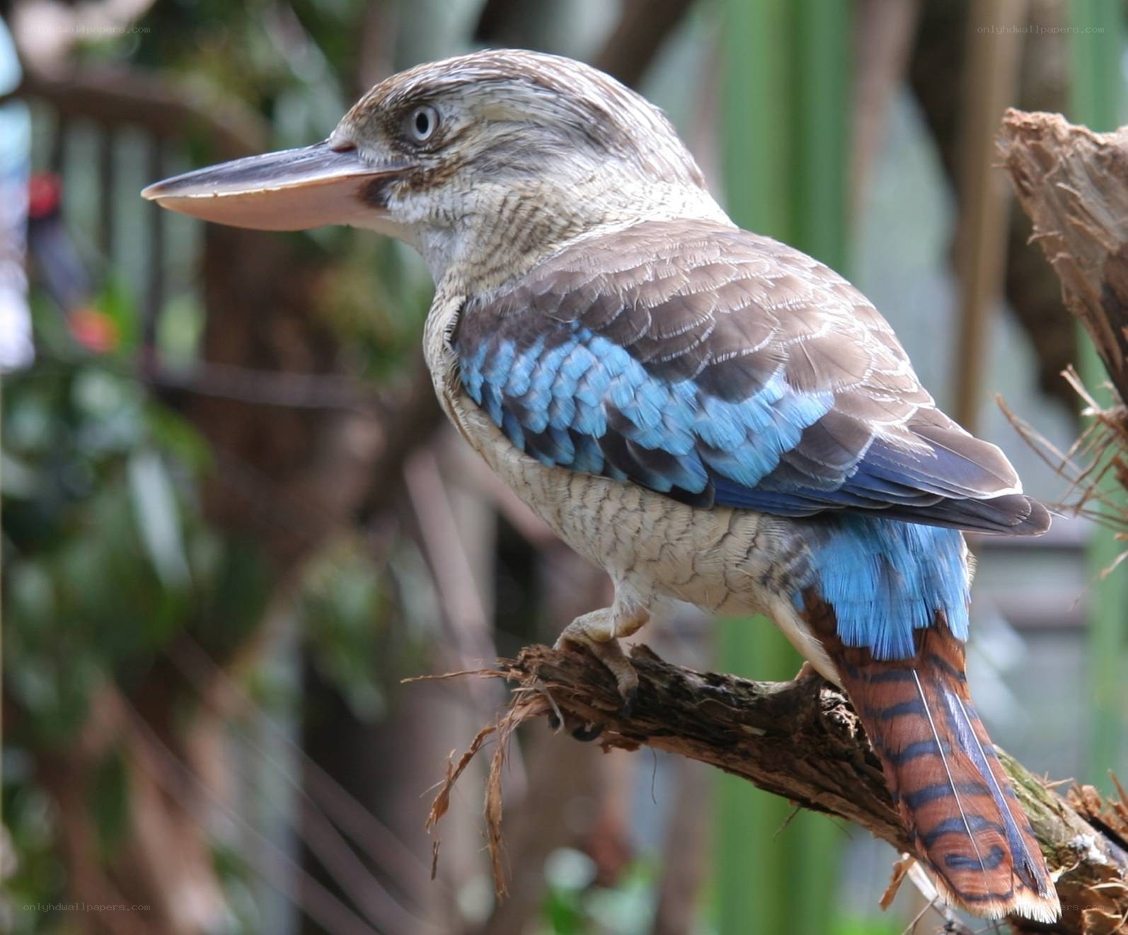 kookaburra perched on branch