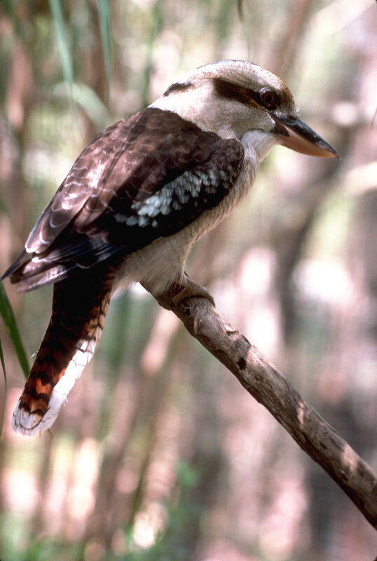 kookaburra perched on branch