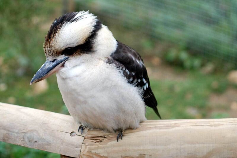 kookaburra perched on wood