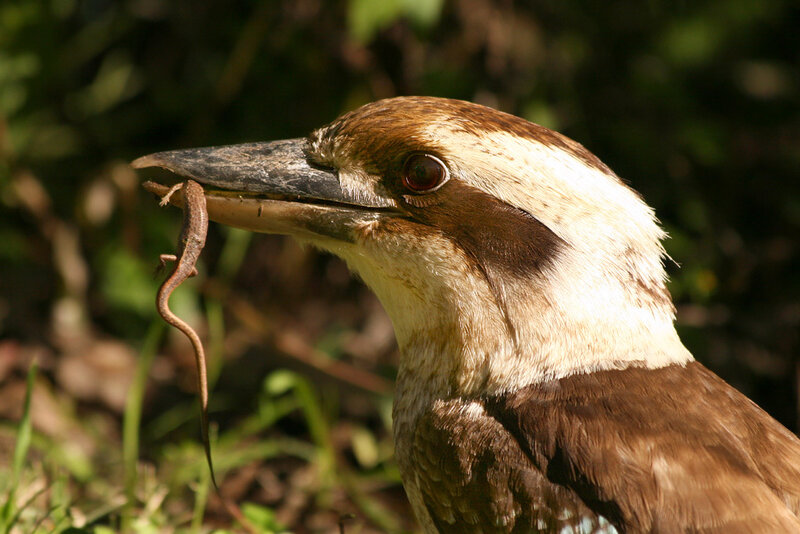 Kookaburra with lizard prey