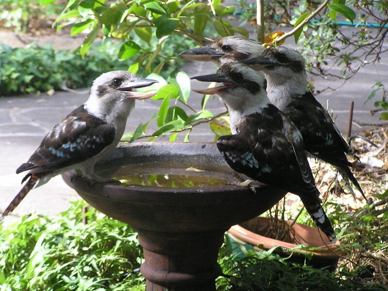 Kookaburras at a birdbath