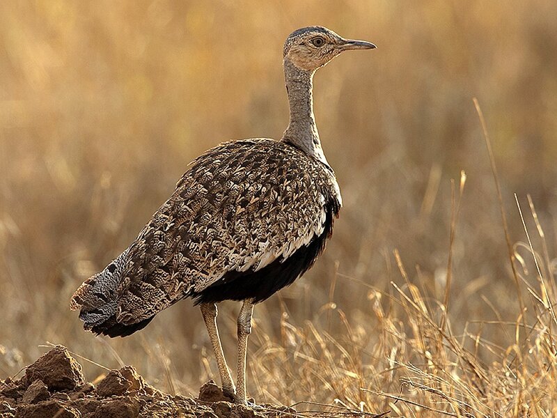 Kori bustard in dry grassland