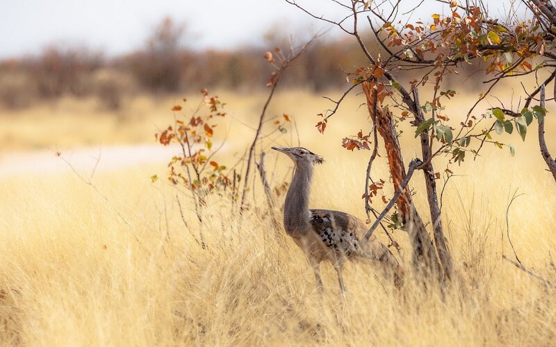 Kori bustard in tall grass
