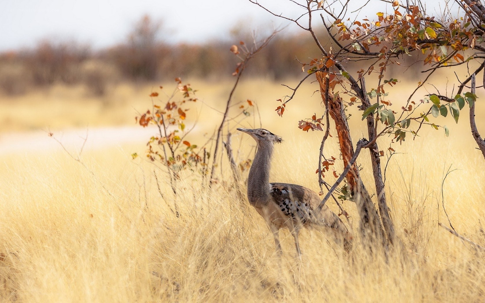 Kori bustard in tall grass