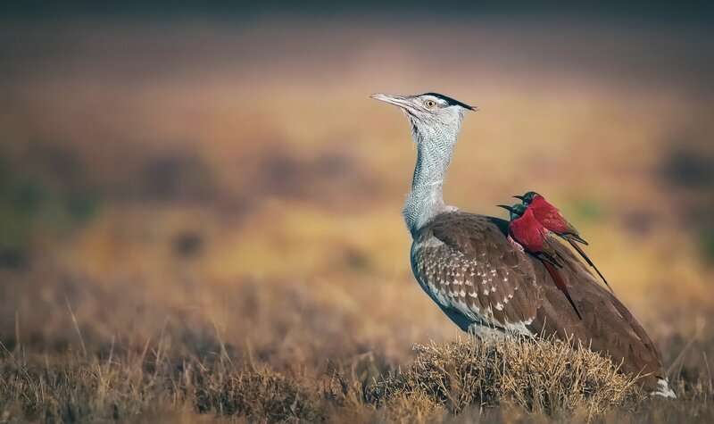 Kori Bustard with Red Bird