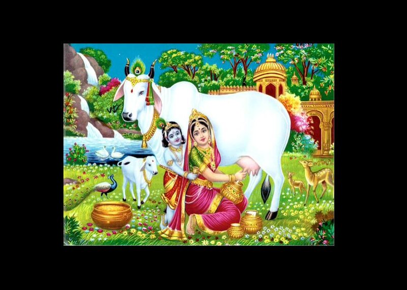 Krishna Milking Cow