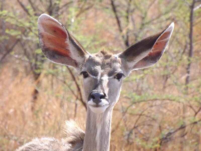 Kudu Antelope Face