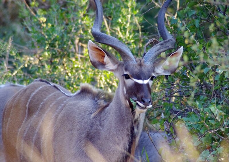 Kudu Antelope in Bush — Brown