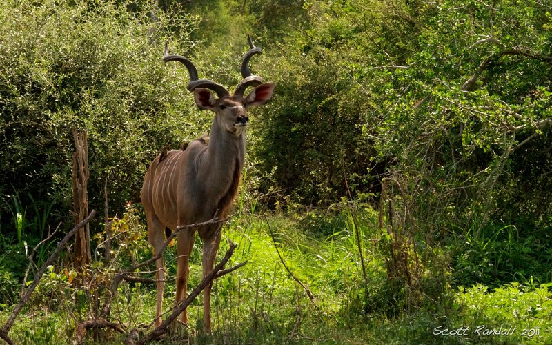 Kudu Antelope in Bush