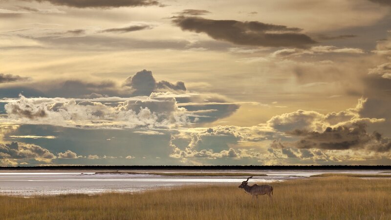 Kudu Antelope in Field